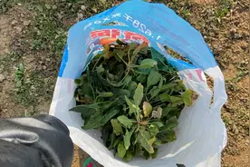 听说大白菜物价上涨，河南农村女孩告诉你真实物价，到底多少钱？视频封面
