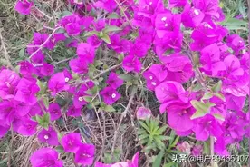 花花世界花花公子图片