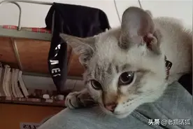 在宿舍里养猫是一种什么体验？图片