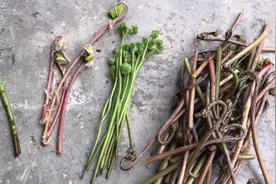 4种不同的蕨菜，哪种能吃，哪种不能吃，求大神科普、解答