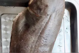 红烧鳎米鱼千万不要直接烧，这样处理后再烧，鱼块香浓又无腥味