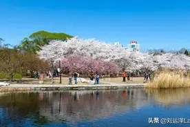 门票2元的北京玉渊潭公园，樱花有多美看看就知道了，不输日本图片