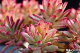 什么是药锦多肉？一分钟教你快速辨别药锦跟自然锦多肉视频封面