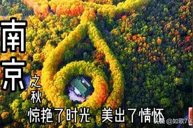 入秋的南京美成了金陵，惊艳了时光，美出了情怀