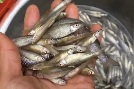 一斤鱼为什么煮熟只有3两重，是怎么回事，难道是视频封面