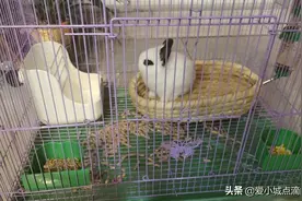 我家的国宝“熊猫”（是熊猫也是兔）图片