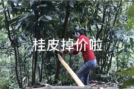 粤西云浮农村的桂皮又掉价了，现在的价格是650一担，估计还跌视频封面