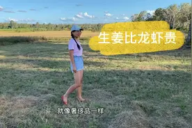 房车安家在华人农场，2000亩的农场夫妻俩选择种生姜，太有眼光了视频封面