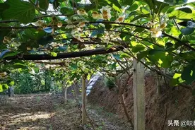 眉县猕猴桃开花了！图片