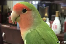 牡丹鹦鹉，会自己回家的小豆豆