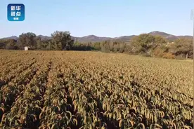 【丰收的喜悦！敖汉小米熟了】9月22日，即农历秋分，我国迎来