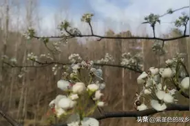 你知道梨花的寓意吗？图片