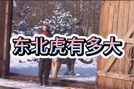 东北虎有多大，女饲养员1米8，真是兽中之王呀