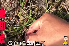 再次来到山上采摘独脚金，梁哥带你分辨真假独脚金视频封面