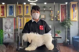 狗狗毛发乱成团？在家就能学梳理技能，没有丑宠物只有懒主人