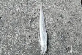 众人拉网网白条图片