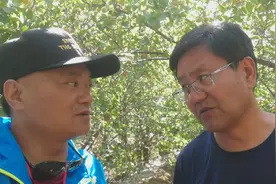 一半是红色，一半是绿色，这是正宗成熟了的红梅杏