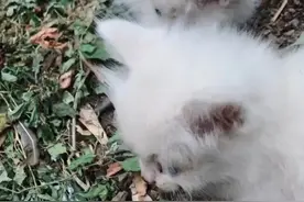 中华田园猫，又名土猫，蓝眼白色长毛