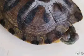 给乌龟治疗蒙眼病，几招就搞定，花费不过几元钱。图片