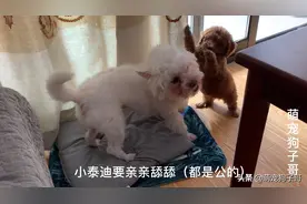 西高地白梗和小泰迪打闹，又亲又舔，主人：你们是两只小公狗啊