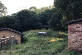 中华田园犬之纯白色的小狗