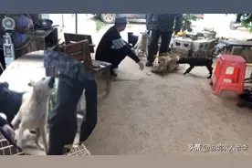 狗妈妈亲眼目睹狗贩把小狗装进狗笼，发飙攻击狗贩，太感人了图片