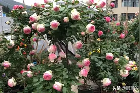 小伙地栽了一棵树状藤本月季，不到半年，长势相对于盆栽好数倍视频封面