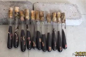 农家阿杰制作红菇母种培养基，操作简便，菌丝生长速度快