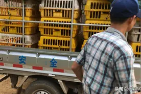 跑村头老板100元4只鸡 确很少人买，不知道什么原因 大家说贵不？