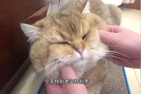 喵眼中的自己VS别人眼中的喵！鸡腿喵：内容太过真实，扎喵心了！