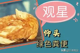 鸡子出现观星、仰头、歪头的现象怎么办？不要怕，我来教你。