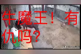 水牛突然不要命的把主人往死里撞！邻居居然就看，也不去救！