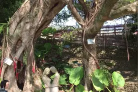 夫妻树，夫妻两人合成一棵树，这是一棵有故事的树，看长什么样子