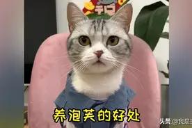 养小猫咪的好处可太多了