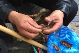 农村大爷自己卷叶子烟抽，一天抽二三支烟瘾太大了，好吓人