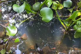 农村小伙盲目跟风养殖，一万只小龙虾泡汤，血本无归视频封面