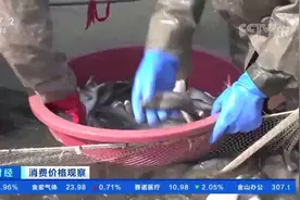 【#淡水鱼价格全线上涨##草鱼价格创六年新高#】随着天气转暖视频封面