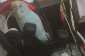 我家小鸟会说话了，在拼多多买的（缘2号店）39.9元视频封面