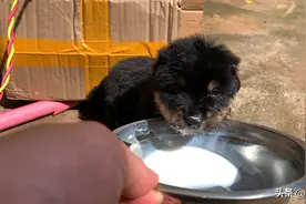 收留了一只小狗，回到家立刻给它洗澡，用婴儿奶粉冲水给小狗喝