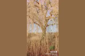 柳树也会掉叶子啊视频封面