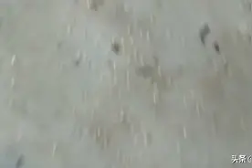 金蝉的哭泣图片