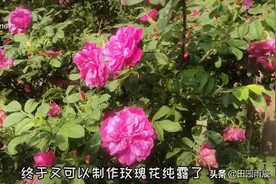 自己制作玫瑰花纯露