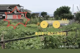 来看看日本农民是怎样除草的，再看看我的简单粗暴的除草方法！