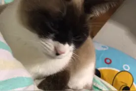 温柔的小猫咪🐱视频封面
