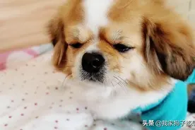 我家狗子做过的糗事，看看你家狗子中了几个图片