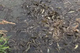 泥鳅高密度养殖技术指导视频封面