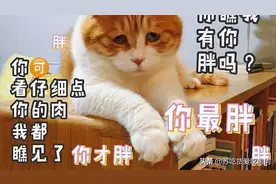 胖胖表情包图片