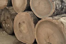 揭秘原木世界：一百万到底能买多少木头