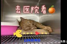 去医院看救助的橘猫，猫咪待领养，可爱猫咪视频封面
