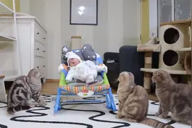 猫猫们初次见到小婴儿:这是什么生物?视频封面